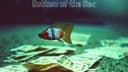Emily Ricks – Bottom of the Sea